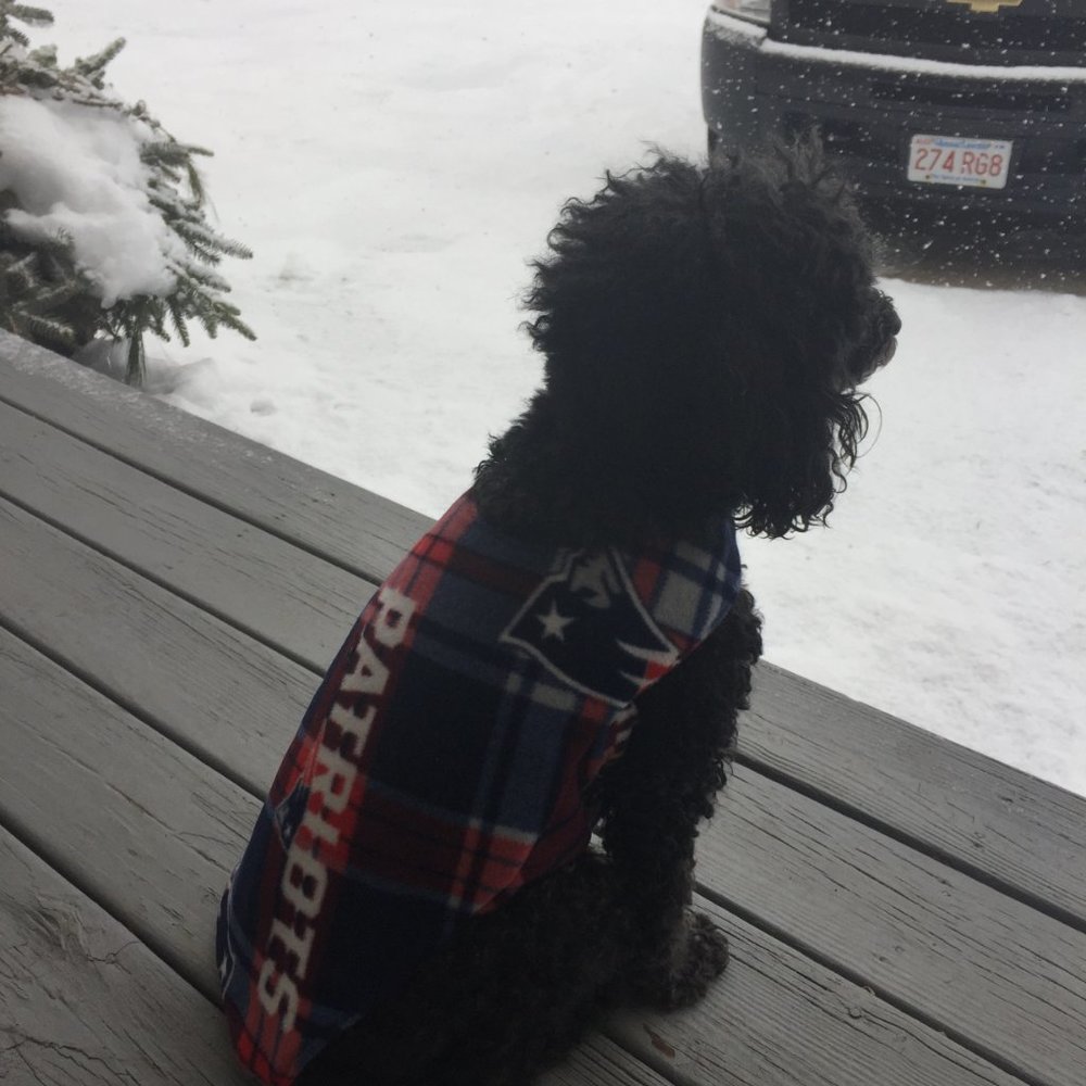 Meet your Posher, Zuzu poodle